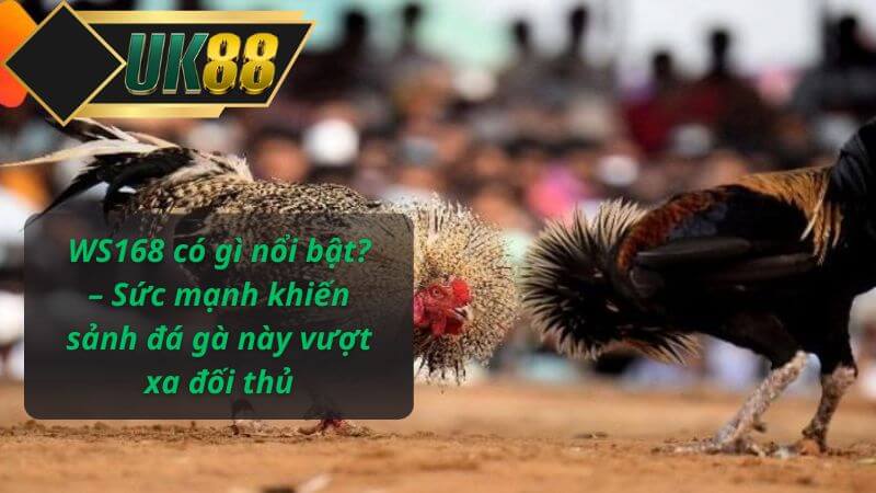 WS168 có gì nổi bật? – Sức mạnh khiến sảnh đá gà này vượt xa đối thủ