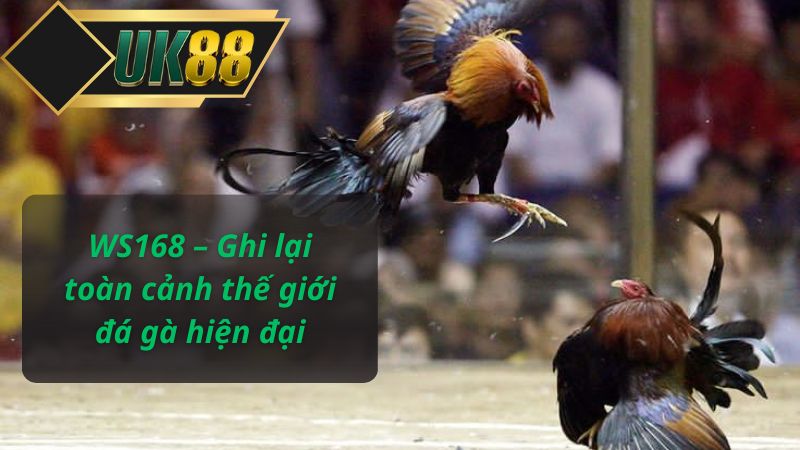 WS168 – Ghi lại toàn cảnh thế giới đá gà hiện đại